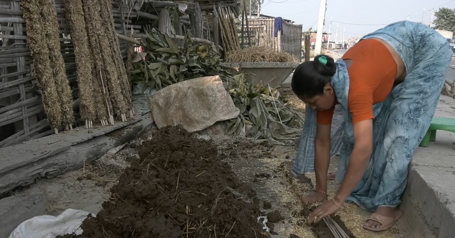 गोबरको दाउरामा निर्भर हरिनगरका आम सर्वसाधारण