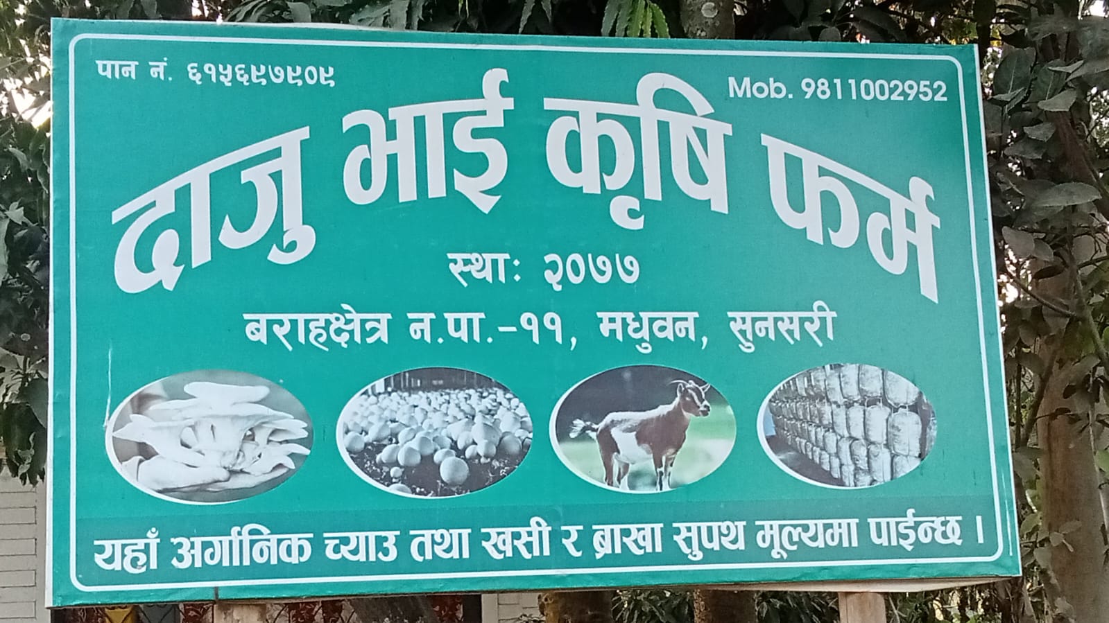 दाजुभाइ कृषि फर्मले २ सय सिलिन्डर बाट सुरु गरेको च्याउ खेती अहिले ८ हजार